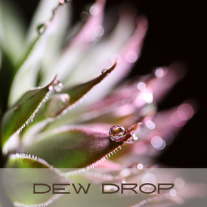 Clean Scented Soy Candles- Dew Drop